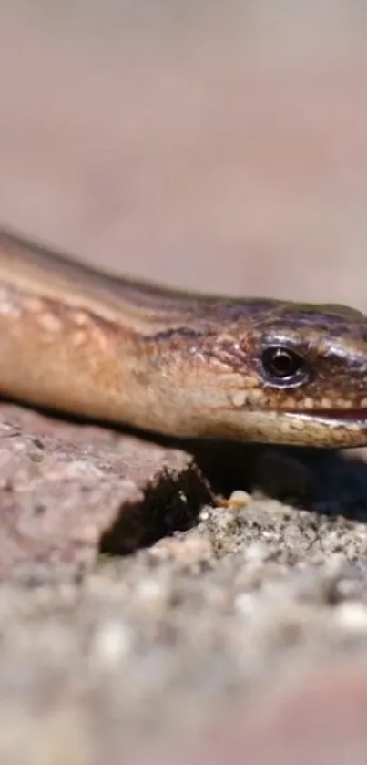 Close-up of a smooth, brown snake on the ground.