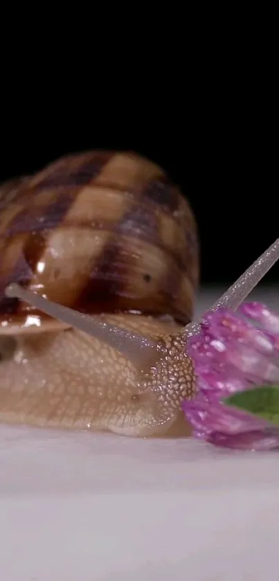 Close-up of a snail with a pink flower and leafy green details.