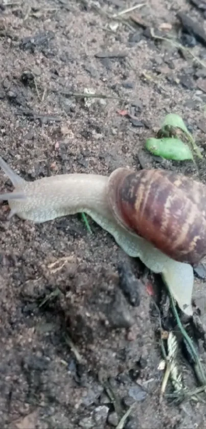 A solitary snail moving across earthy terrain with plants.