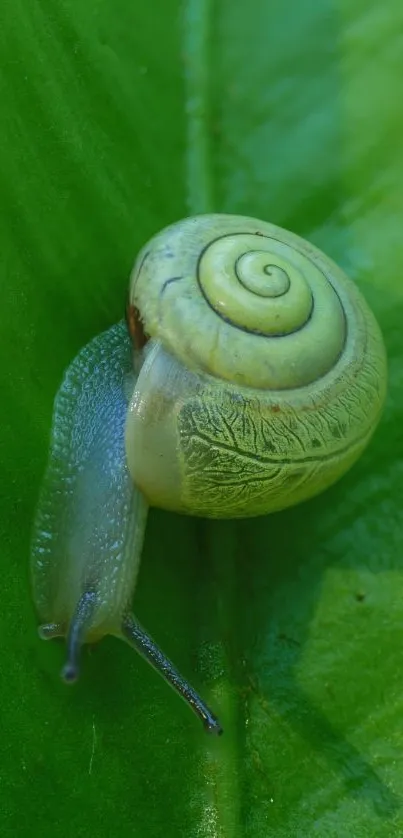 A snail with a spiral shell rests on a vibrant green leaf.