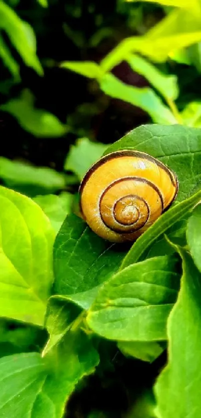 Snail resting on vibrant green leaves.