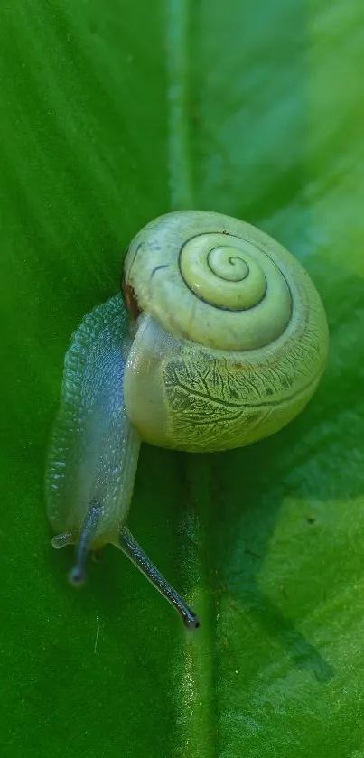 Close-up of a snail on a green leaf.