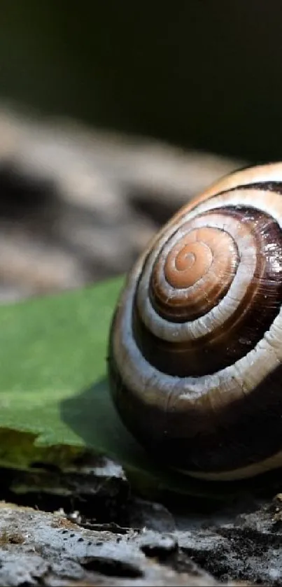 Close-up of a snail sitting on a green leaf.