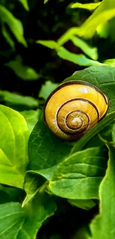 Snail resting on lush green leaves in nature wallpaper.