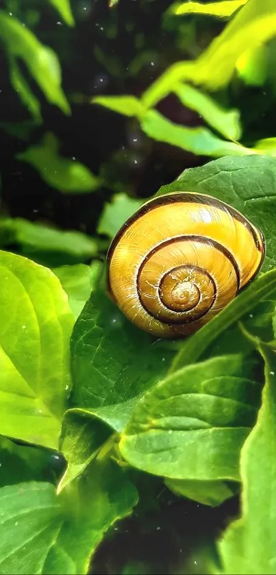 Close-up of a snail on a vibrant green leaf.