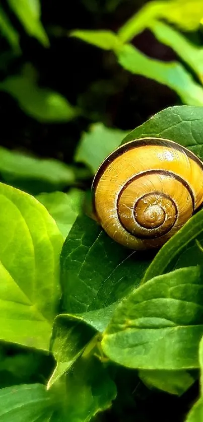 Snail resting on vibrant green leaf wallpaper.