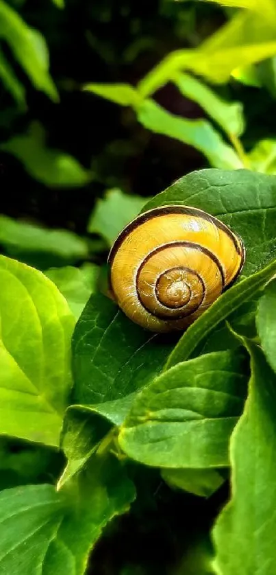 Snail on a green leafy background wallpaper.