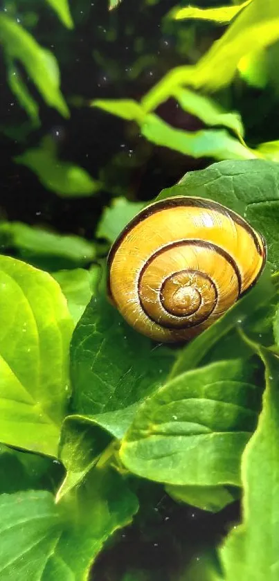 Snail resting on vibrant green leaves in forest.