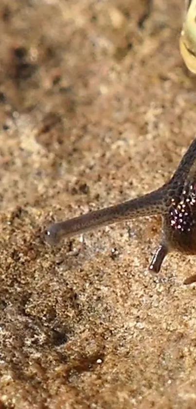 Close-up of a snail on a rough, earthy surface with textured background.