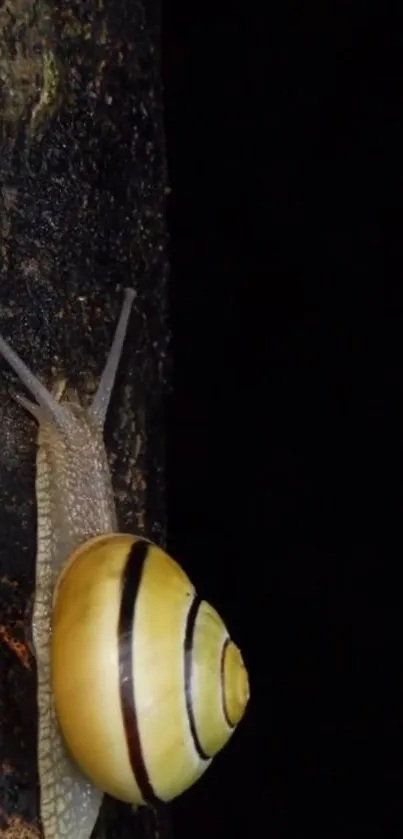 Snail slowly climbs textured tree bark in dark natural setting.