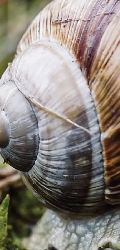 Close-up image of a snail's shell with earthy brown tones and texture details.