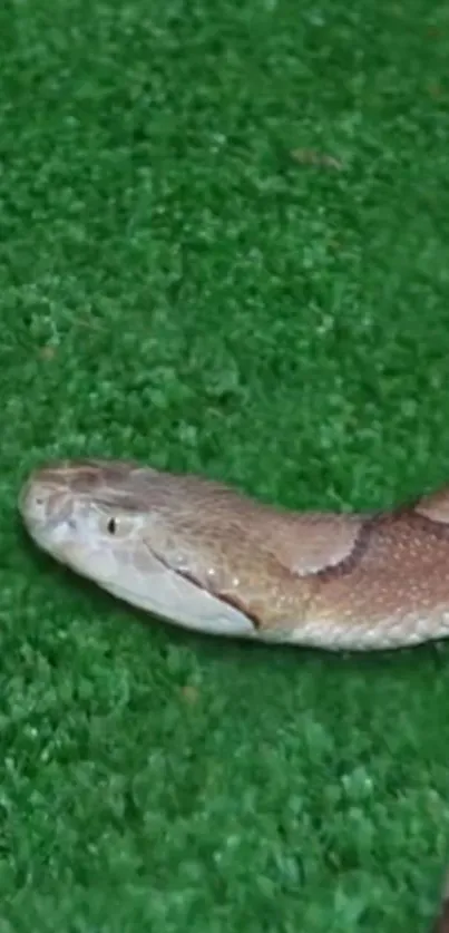 Snake slithering on vibrant green grass.