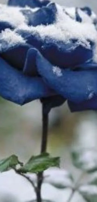 Blue rose covered in snow, creating a serene mobile wallpaper.