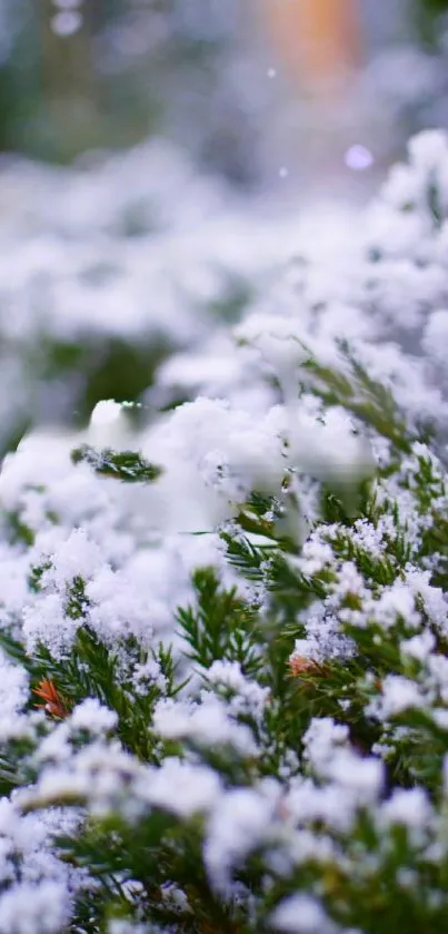 Branches covered in pristine white snow, creating a serene winter mobile wallpaper.