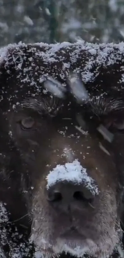 A dark brown dog covered in snow, staring intensely.