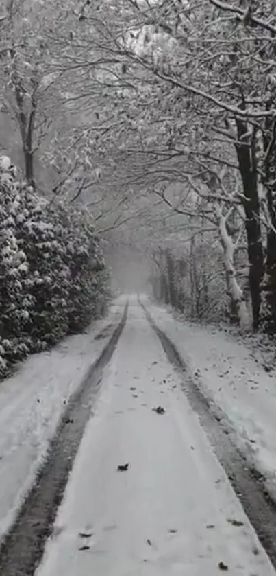 Snow-covered path through a tranquil forest.