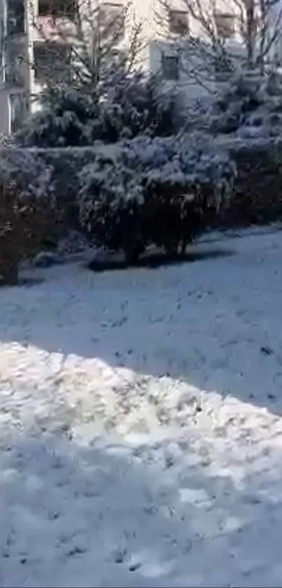 Serene winter scene with snow-covered garden.