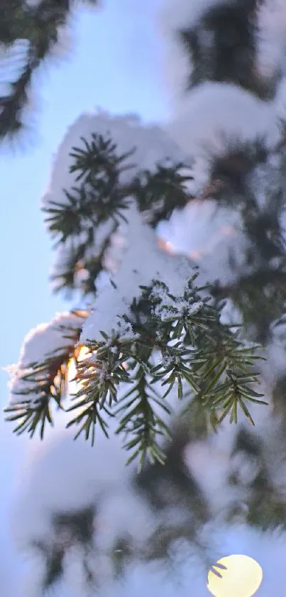 Snow-covered pine branch against a soft blue sky.