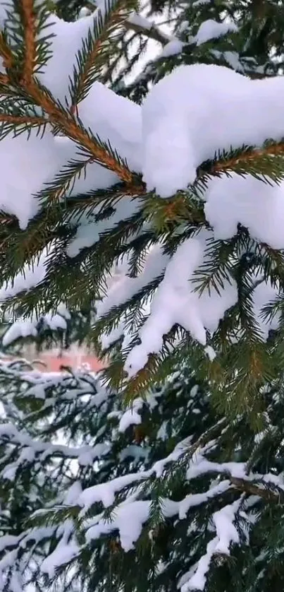 Snowy pine tree branches create a winter wonderland wallpaper.