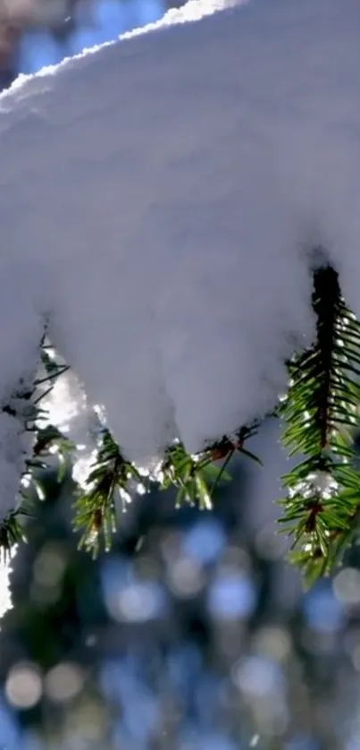 Snow-covered pine tree branches with a blurred background.