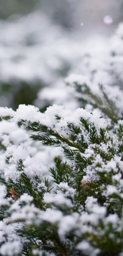 Snow-covered pine branches in winter.