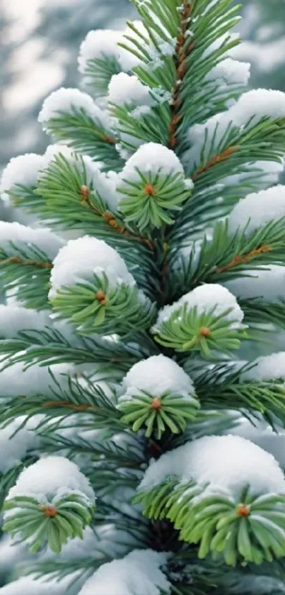 Snow-covered green pine branches in winter.