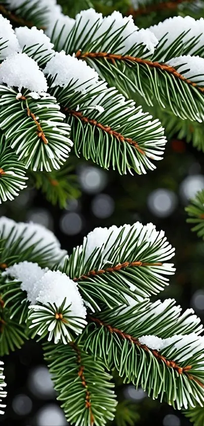 Snow-covered pine branches creating a serene winter scene.