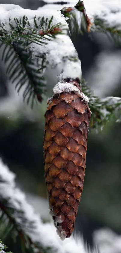 Snow-covered pine cone on evergreen branch.