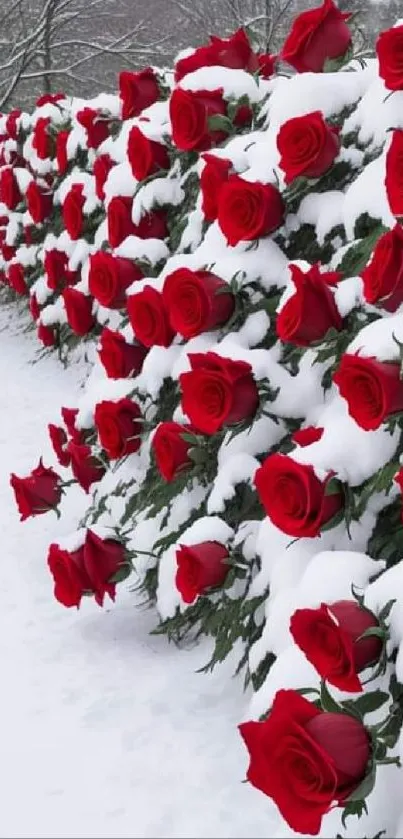 Red roses lightly dusted with snow create a stunning winter wallpaper.