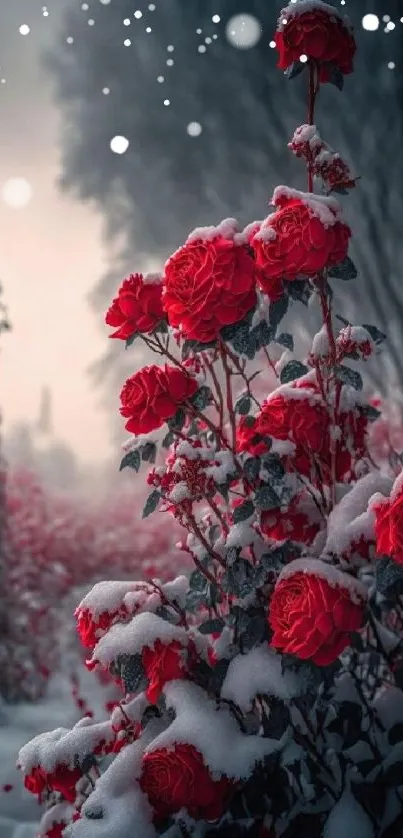 Snow-covered red roses in a picturesque winter setting.