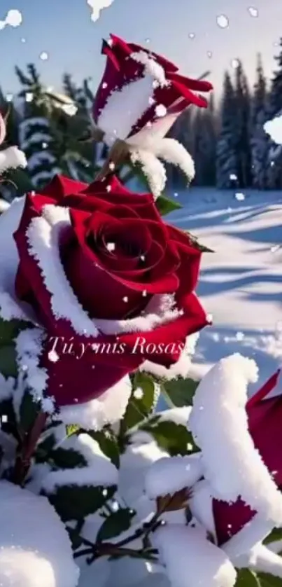 Snow-covered red roses in a winter landscape.