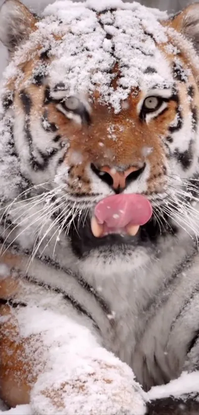 Majestic tiger covered in snow with tongue out, showcasing winter beauty.