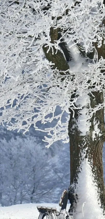 Serene winter scene with snow-covered tree and bench.