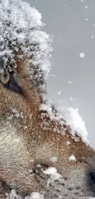 Majestic wolf covered in snow gazes into the wintery distance on a mobile wallpaper.