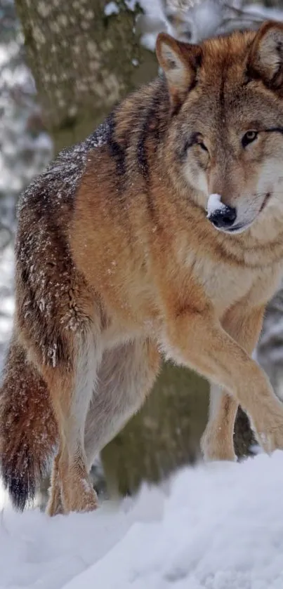 snow wolf  Live Wallpaper