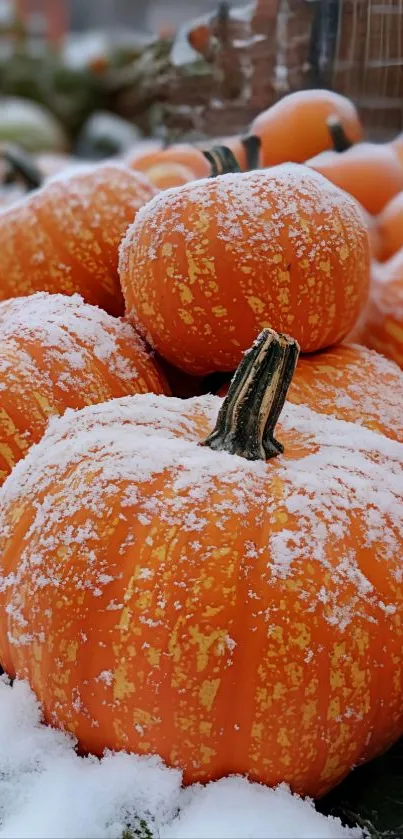 Snow-dusted pumpkins in outdoor setting.
