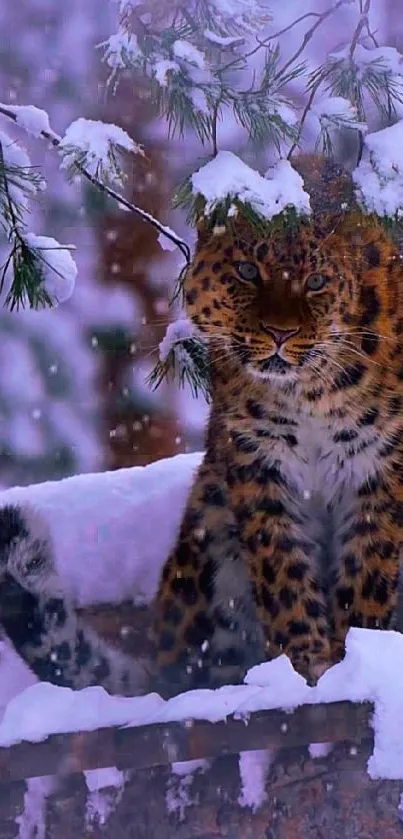 Snow Felidae Carnivore Live Wallpaper