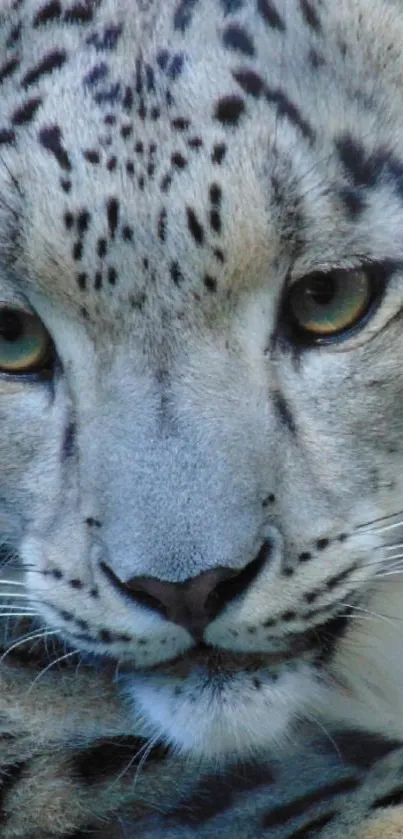Close-up of a snow leopard's face featuring striking eyes and delicate fur.