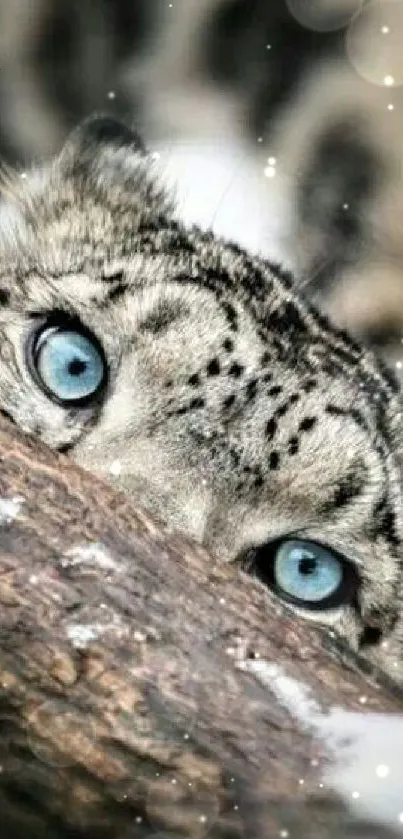 Close-up of snow leopard eyes on a tree.