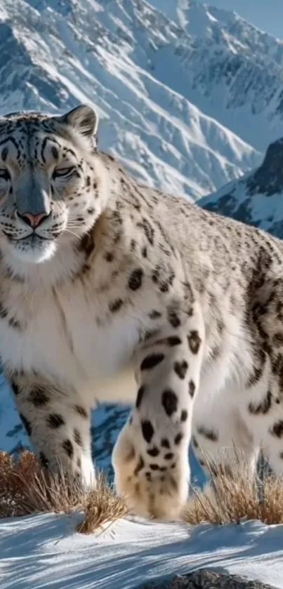 Snow leopard gracefully prowling snowy mountains.