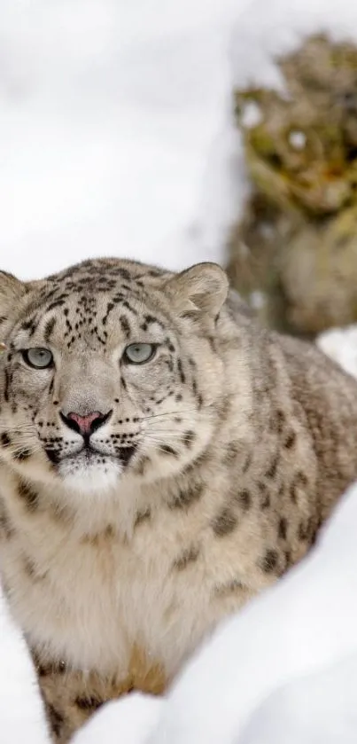 Majestic snow leopard resting in snowy landscape.