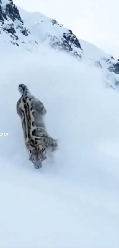 Snow leopard in snowy mountains landscape.
