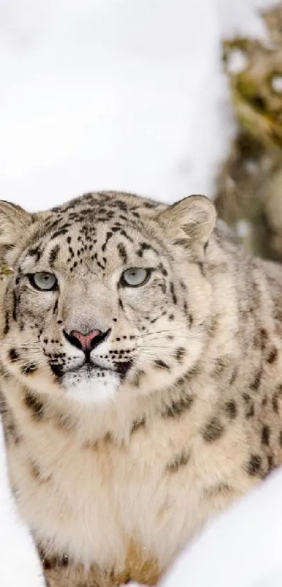 Snow leopard in a snowy winter landscape with trees and rocks.