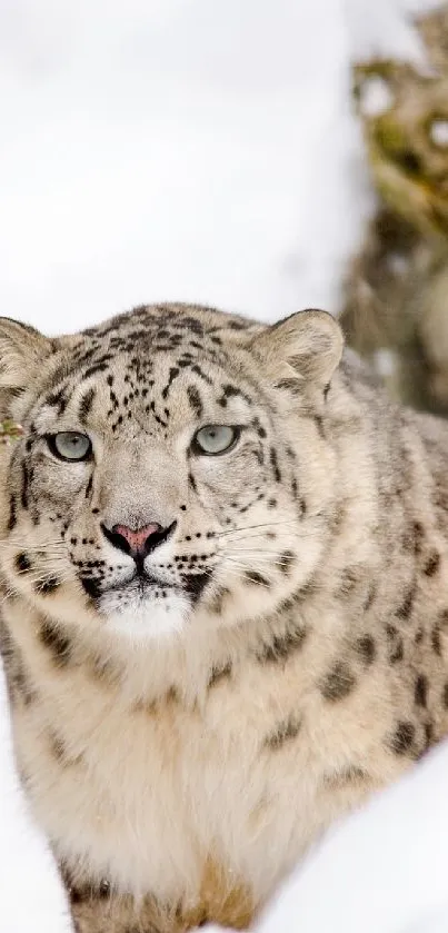 Snow leopard resting in snowy winter landscape.