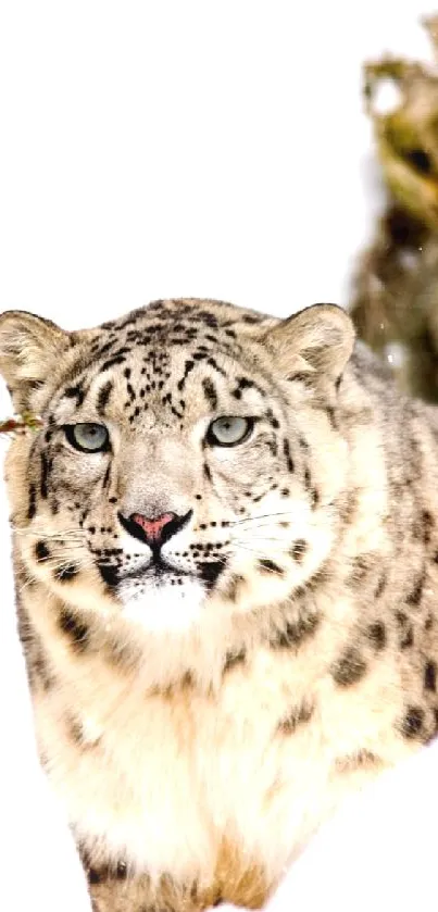 Snow leopard amidst snowy landscape with trees and natural elements.