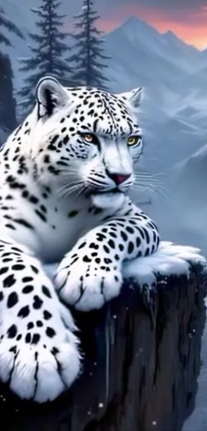 Snow leopard resting on a cliff in snow-covered mountains.