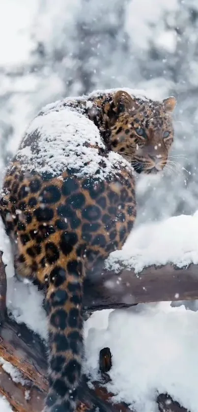 Leopard on snowy branch in winter forest.