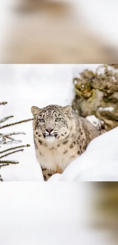 Snow leopard in a snowy landscape, blending with winter surroundings.