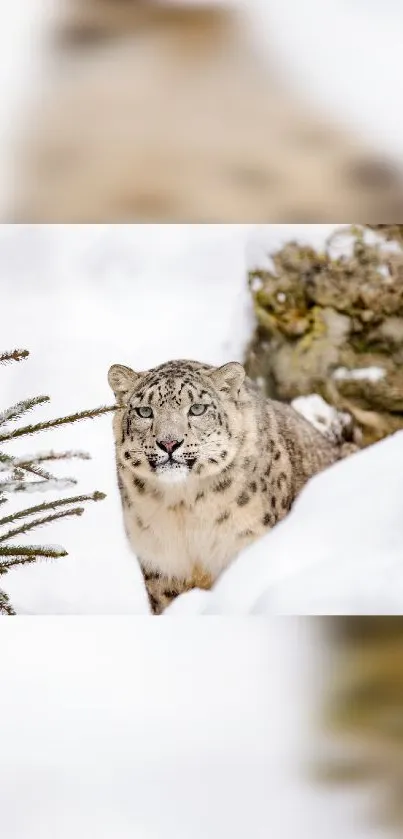 Snow leopard in serene snowy landscape, surrounded by trees.