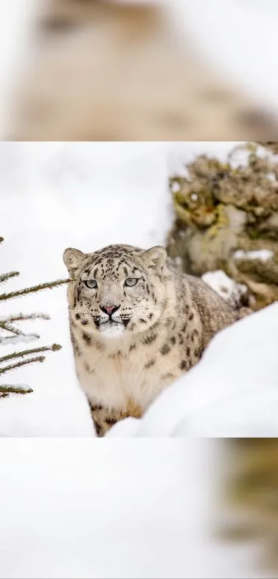 Snow leopard in a snowy landscape, serene and majestic.